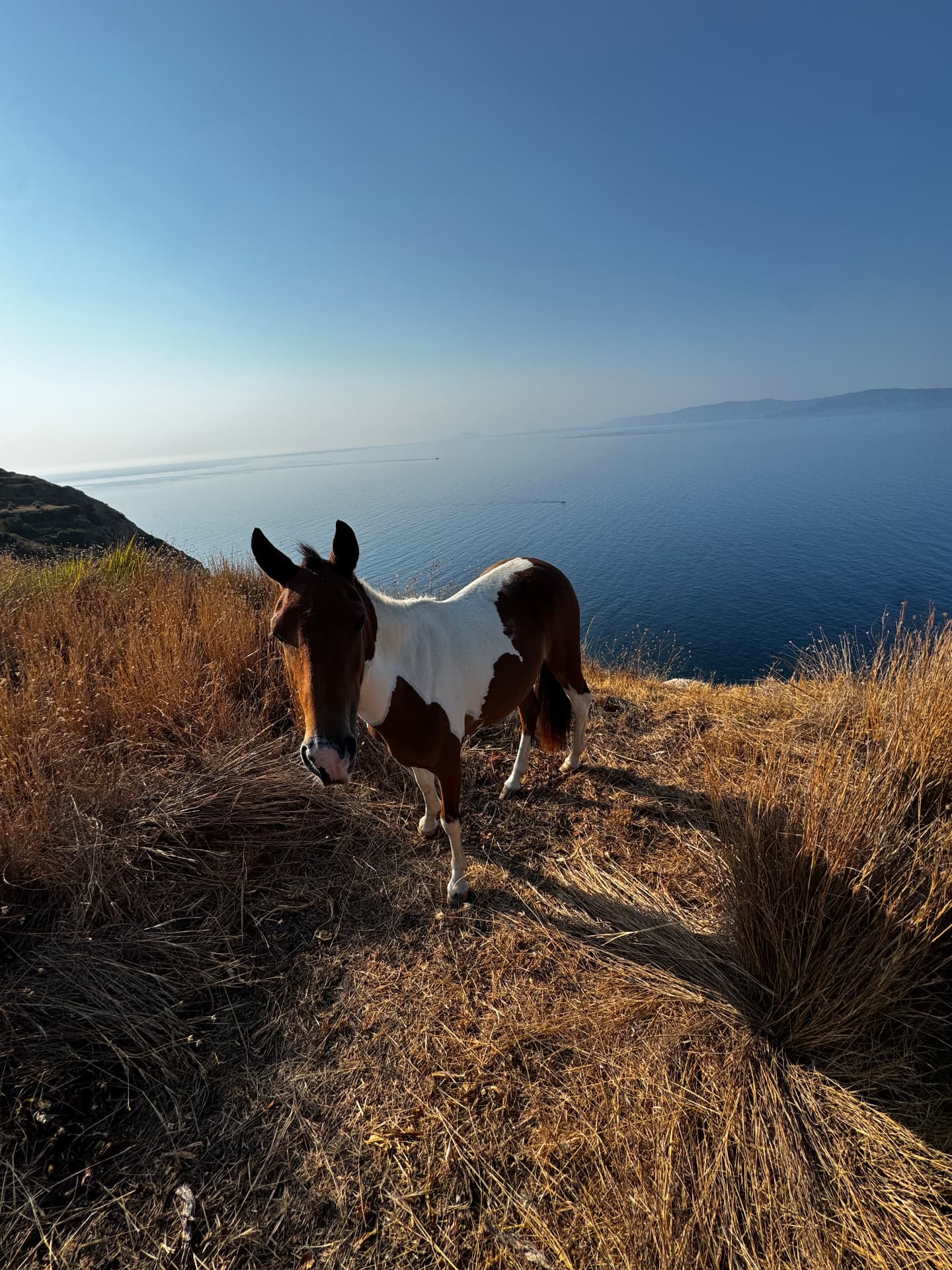 Ένα άλογο στα ξερά χόρτα πάνω από τη θάλασσα στην Κεφαλονιά.